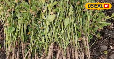 अश्वगंधा 