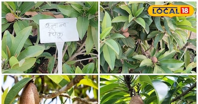 बनाना चीकू