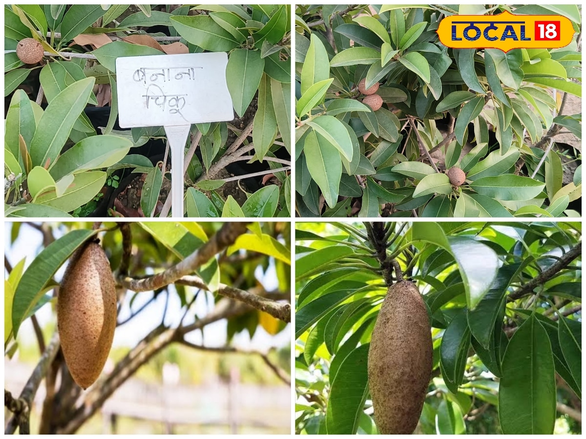 गमले में उग रहा ‘केले जैसा चीकू’ छत्तीसगढ़ में बनाना चीकू बना गार्डनिंग लवर्स की पसंद