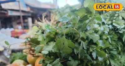 Coriander leaves will no longer turn yellow; follow these storage tips to keep t