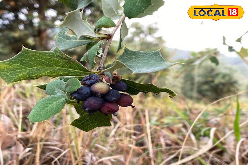 কিলমোদির স্বাদ এবং এর ব্যবহার 