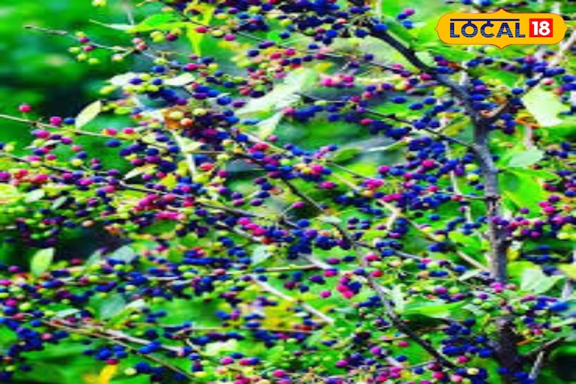 কিলমোদি পুষ্টিতে ভরপুর 