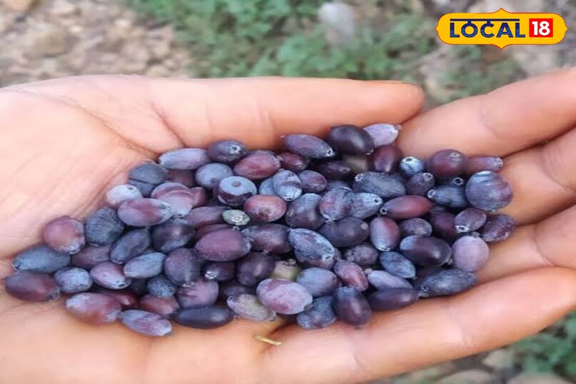 কিলমোদির উপকারিতা 