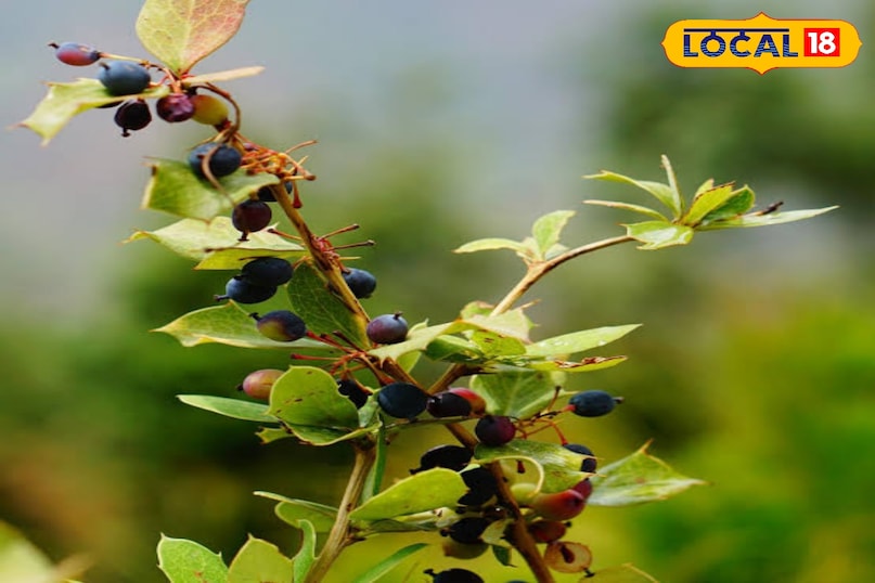 কিলমোডি এবং আয়ের উৎস 