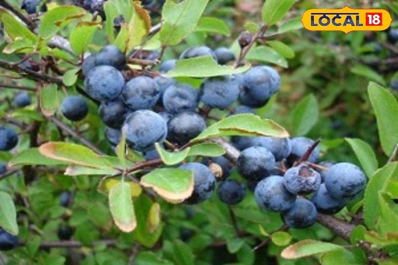 পাহাড়ের জীবনে কিলমোডির গুরুত্ব