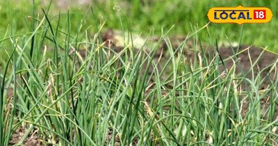 फसलों को पाले और काली मस्सी से कैसे बचाएं