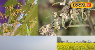 सरसों की फसल पर मोयला मक्खी