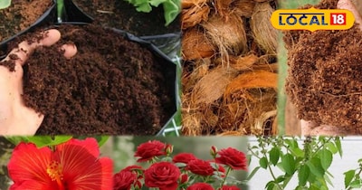 घर के पौधों के लिए देसी खाद: नारियल के छिलके से ऐसे बनाएं प्राकृतिक पोषण...
