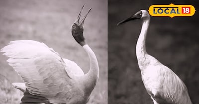 केवलादेव नेशनल पार्क में सारस