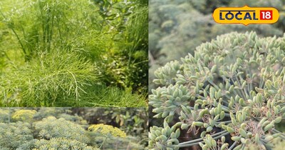 सौंफ की खेती 