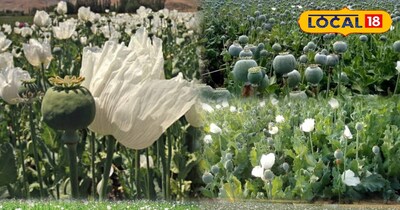 अफीम की खेती