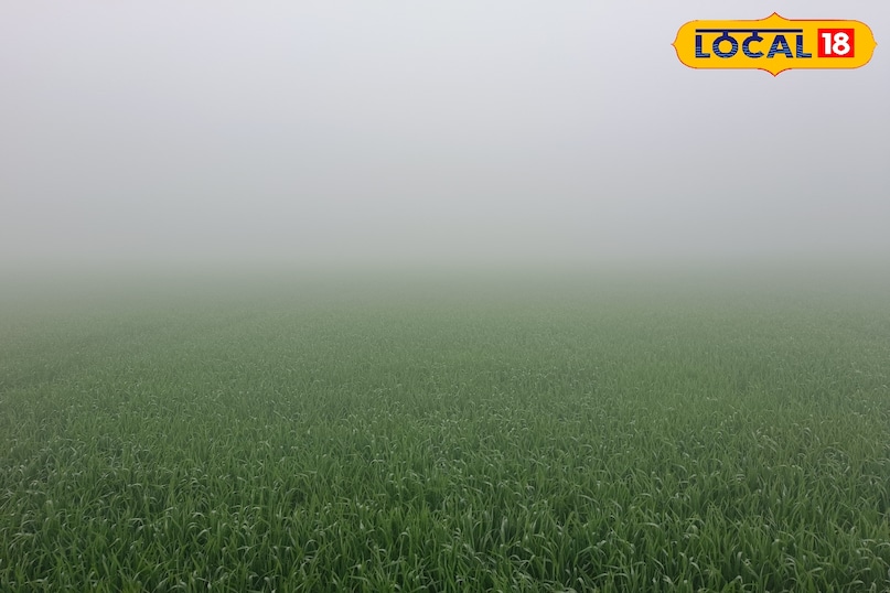 गेहूं में सिंचाई कब करें, गेहूं में कितनी सिंचाई करें, गेहूं में सिंचाई करते समय किन बातों का ध्यान रखें, गेहूं में दूसरे सिंचाई कब करनी चाहिए, लोकल 18, When to irrigate wheat, how much irrigation should be done in wheat, what things should be kept in mind while irrigating wheat, when should the second irrigation be done in wheat, Local 18