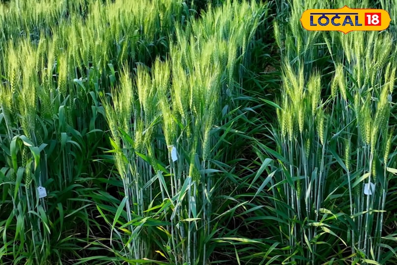 गेहूं में सिंचाई कब करें, गेहूं में कितनी सिंचाई करें, गेहूं में सिंचाई करते समय किन बातों का ध्यान रखें, गेहूं में दूसरे सिंचाई कब करनी चाहिए, लोकल 18, When to irrigate wheat, how much irrigation should be done in wheat, what things should be kept in mind while irrigating wheat, when should the second irrigation be done in wheat, Local 18