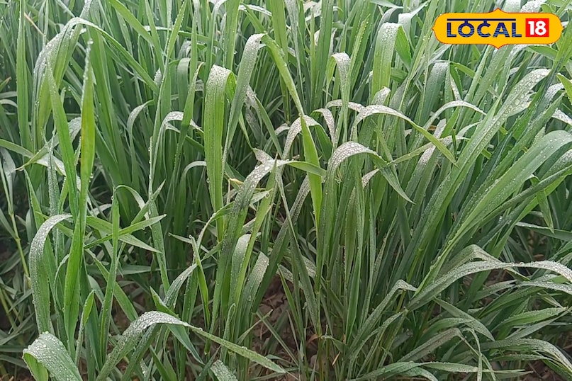 गेहूं में सिंचाई कब करें, गेहूं में कितनी सिंचाई करें, गेहूं में सिंचाई करते समय किन बातों का ध्यान रखें, गेहूं में दूसरे सिंचाई कब करनी चाहिए, लोकल 18, When to irrigate wheat, how much irrigation should be done in wheat, what things should be kept in mind while irrigating wheat, when should the second irrigation be done in wheat, Local 18