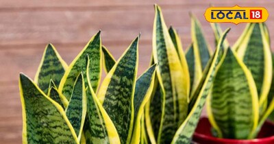 घर के हवा को कर देगा पूरा शुद्ध, जाने नाम 