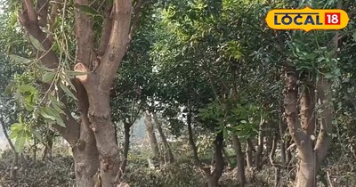 आम की खेती से करनी है ताबड़तोड़ कमाई!