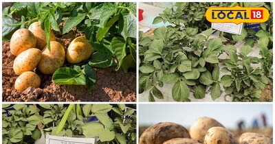 छत पर आसानी से आलू उगा सकते हैं.