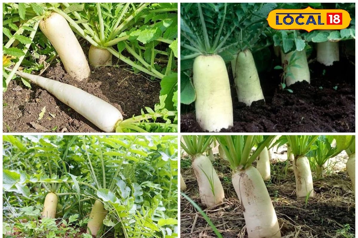 जितने चौड़े पत्ते... उतना मोटा कंद, खूब बिकी ये मूली, चूक गए तो ठंड जाते-जाते कर लें कमाई, फसल 35 दिन में रेडी
