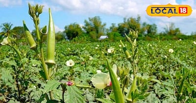 इन नस्लों की कर सकते हैं खेती