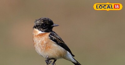 उम्मेदगंज में मिले दुर्लभ प्रजातियों के पक्षी, नज़ारा ऐसा कि आप भी देखते रह जाएं