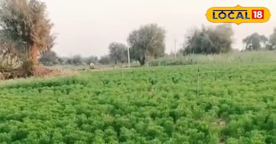 मौसम बदला तो फसलों पर बढ़ा खतरा