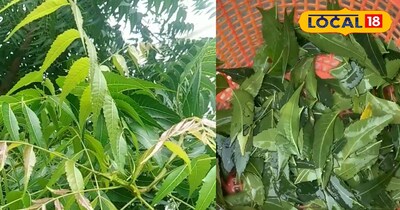 बालों के लिए नीम के पानी के फायदे