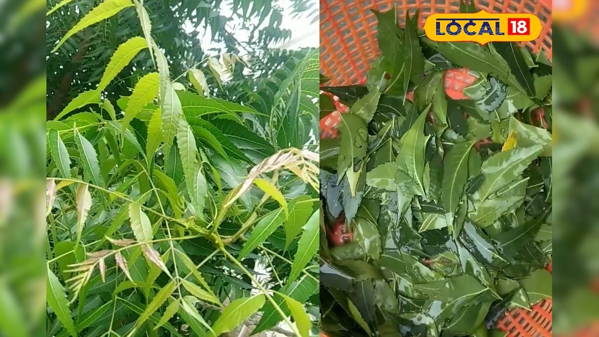 केमिकल शैंपू को कहें टाटा टाटा - बाय बाय! नीम का पानी बना बालों का रक्षक, रूसी-झड़ना सब करेगा खत्म