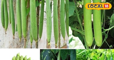 जनवरी के अंत दिनों मे शुरू कर दे इन चीजों की खेती.