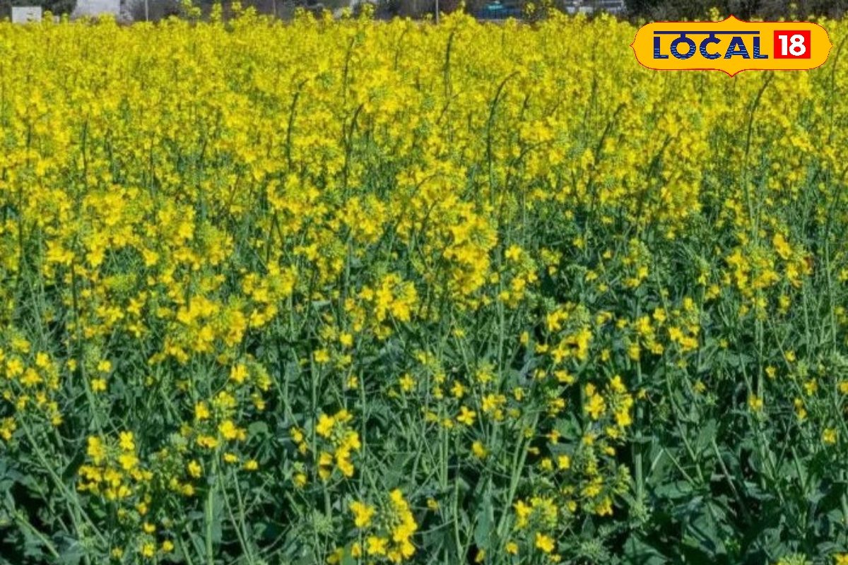 किसान सरसों की पैदावार बढ़ाने के लिए अपनाएं ये धांसू तरीका तुरंत बन जाएंगे मालामाल एक्सपर्ट से जानें सबकुछ