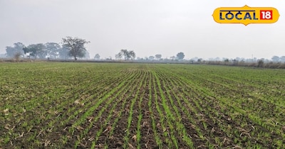 गेहूं की फसल