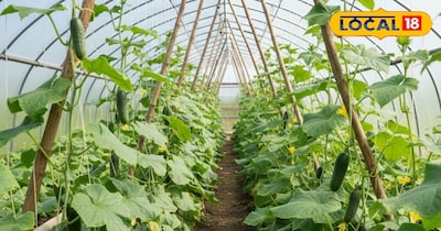 खीरे की खेती