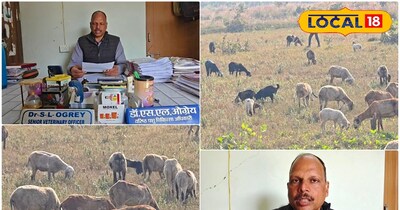 ठंड के मौसम में भेड़ बकरी जैसे पशुओं की सुरक्षा जरूरी