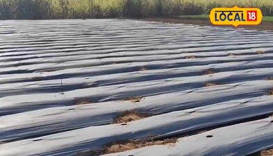 आधुनिक विधि से लगा बोदी 