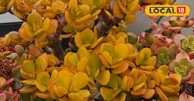 जेड प्लांट की देखभाल 