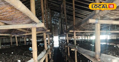 अब केमिकल नहीं, गोबर-राख से उगेंगे लाजवाब क्वालिटी के मशरूम