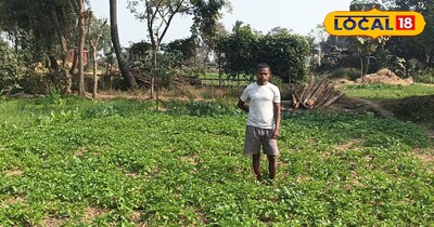 इस विधि में खेत की जुताई किए बिना आलू की फसल को लगाया जाता है, 