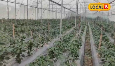 हरियाणा की तरह पोली हाउस में सारण का भी किसान करने लगे हैं खेती.