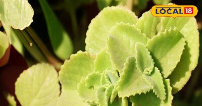 अजवाइन के पौधें...