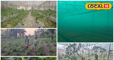 शेडनेट तकनीक से सब्जियों की खेती