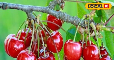 चेरी खाने के फायदे 