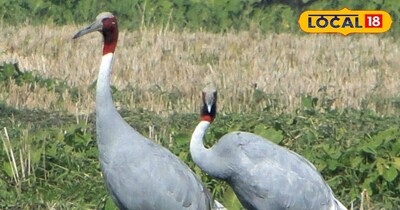 हस्तिनापुर सेंचुरी