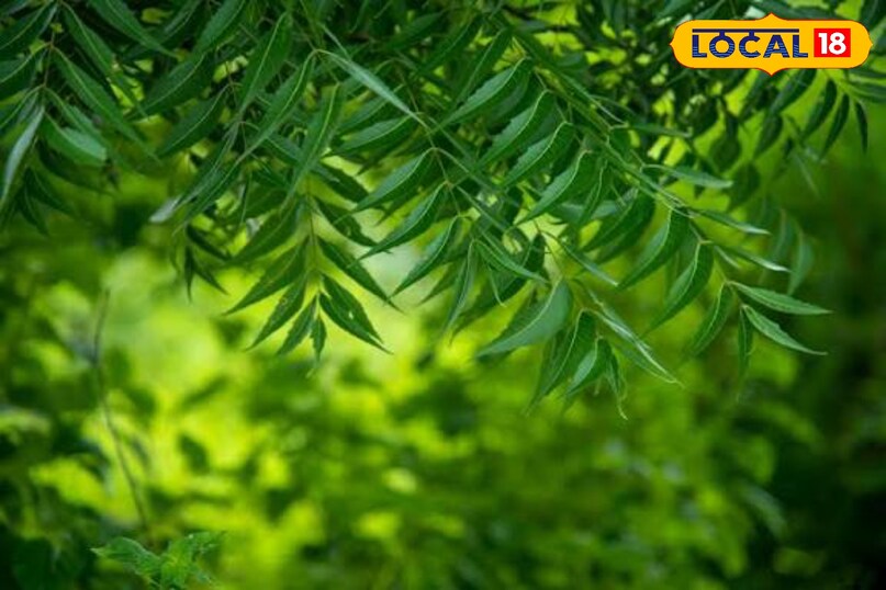 Neem Benefits for Skin Health