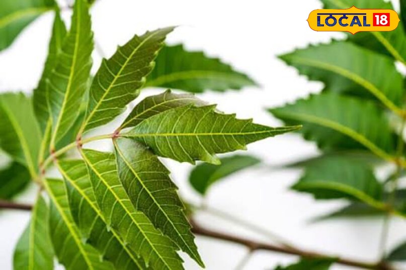 Blood Purification & Sugar Control