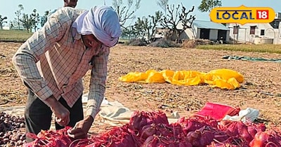 सीकर में प्याज की जैविक खेती से बंपर मुनाफा