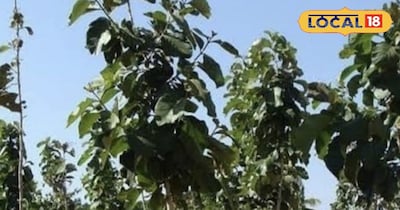 यह पत्ते सेहत के लिए है फायदेमंद।