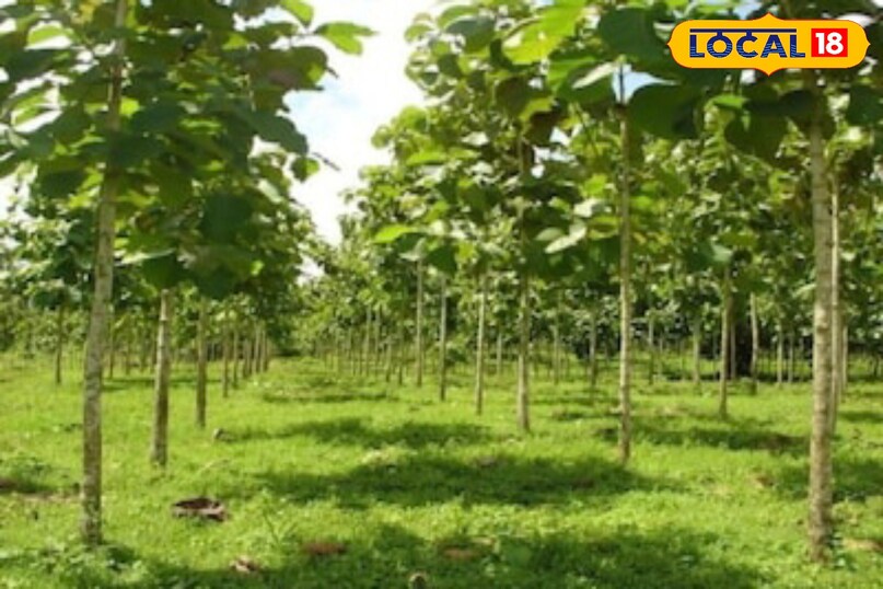 Moradabad news,hindi news,up news,local news, Moradabad news, Hindi news, UP news, local news. Moradabad news,hindi news,up news,local news, Moradabad news, Hindi news, UP news, local news.