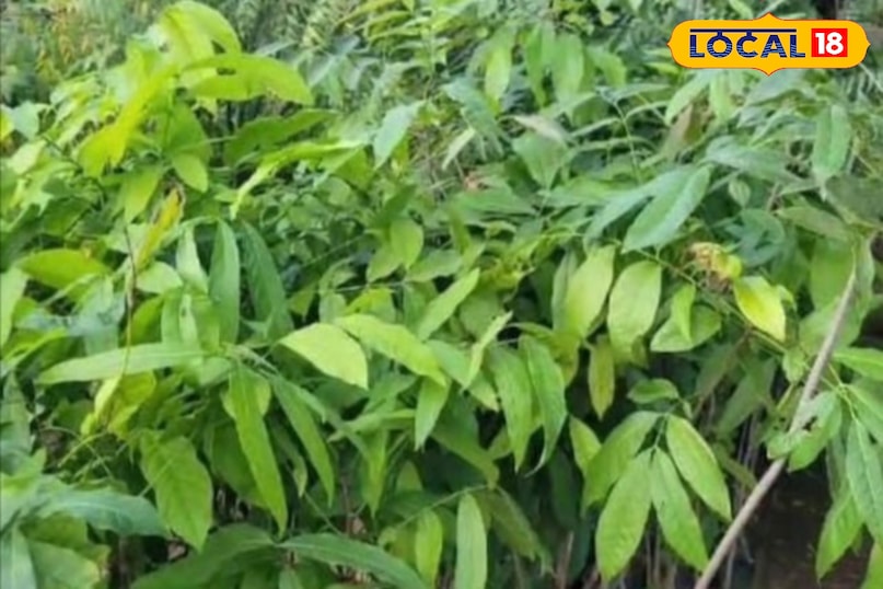 Moradabad news,hindi news,up news,local news, Moradabad news, Hindi news, UP news, local news. Moradabad news,hindi news,up news,local news, Moradabad news, Hindi news, UP news, local news.