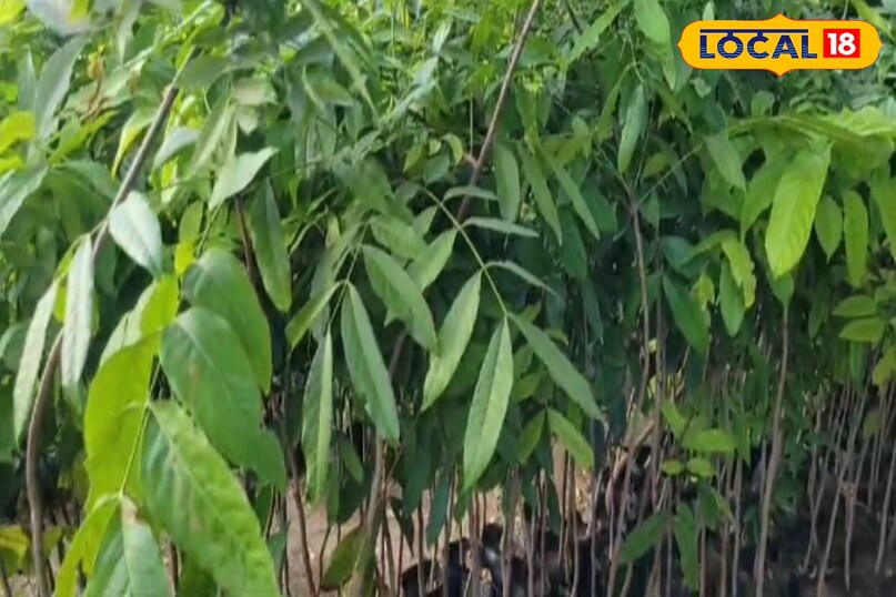 Moradabad news,hindi news,up news,local news, Moradabad news, Hindi news, UP news, local news. Moradabad news,hindi news,up news,local news, Moradabad news, Hindi news, UP news, local news.