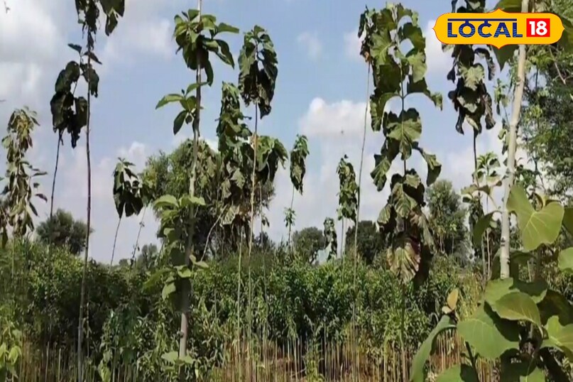 Moradabad news,hindi news,up news,local news, Moradabad news, Hindi news, UP news, local news. Moradabad news,hindi news,up news,local news, Moradabad news, Hindi news, UP news, local news.