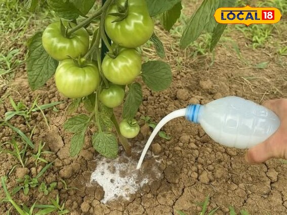 छाछ से गार्डन के फूल होंगे रोगमुक्त और खिलेंगे भरपूर, जानिए इस्तेमाल का तरीका